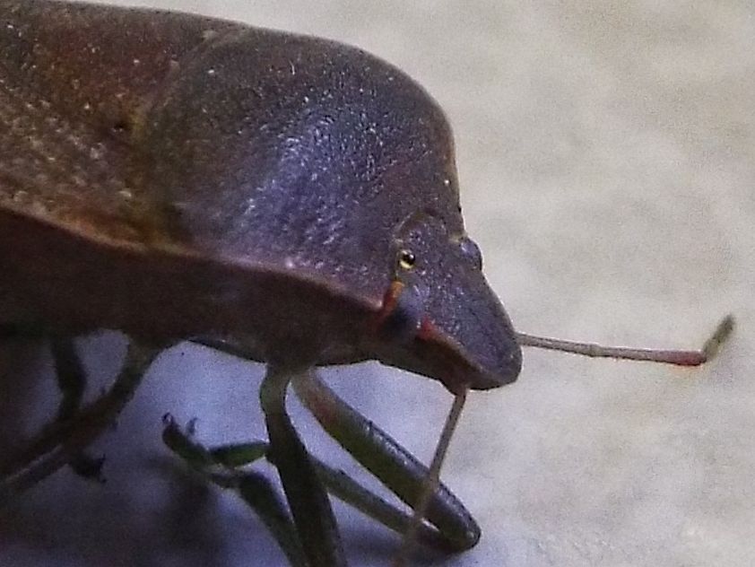 Pentatomidae: Nezara viridula scura